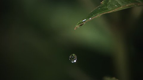 Ultra-slow motion raindrops splashing onto leaf and trickling from its tip