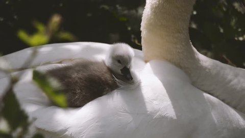 Mute swan (Cygnus olor) pen with cygnets. Young chicks nestled in feathers on back of mother on nest
