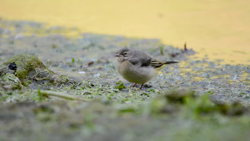 Grey wagtail (Motacilla cinerea) fledglings. Juvenile birds in the family Motacillidae, foraging and being fed by adults on exposed mud by stream