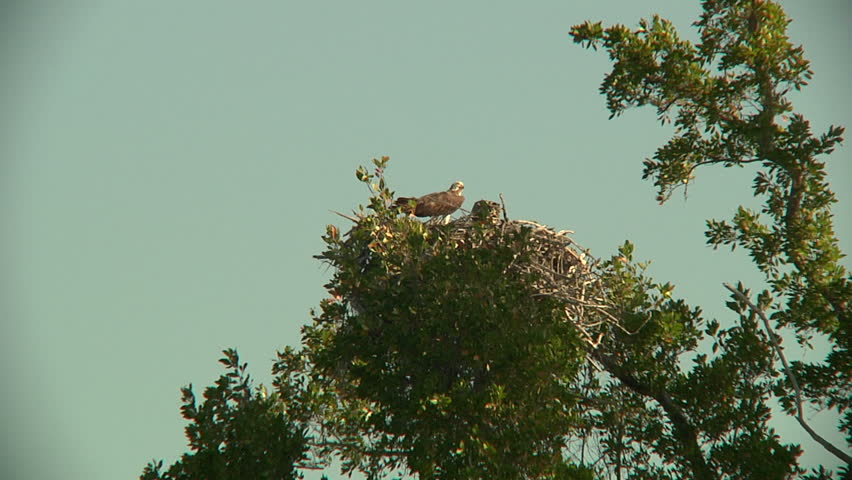 Pair of ospreys