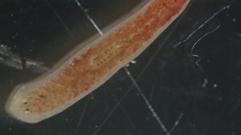 Planarian parasite (flatworm) under microscope view.