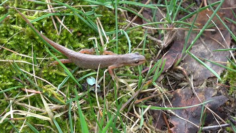 Common newt Triturus vulgaris crawling on grass in spring