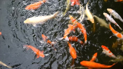 Beautiful colored Koi Carp fishes swimming in the water. 