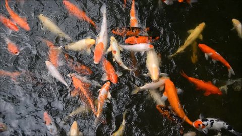 Beautiful colored Koi Carp fishes swimming in the water. 
