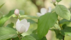 Close-up of white Cydonia oblonga spring flowers 4K 2160p 30fps UltraHD footage - Cultivated quince tree branches on the wind 3840X2160 UHD video
