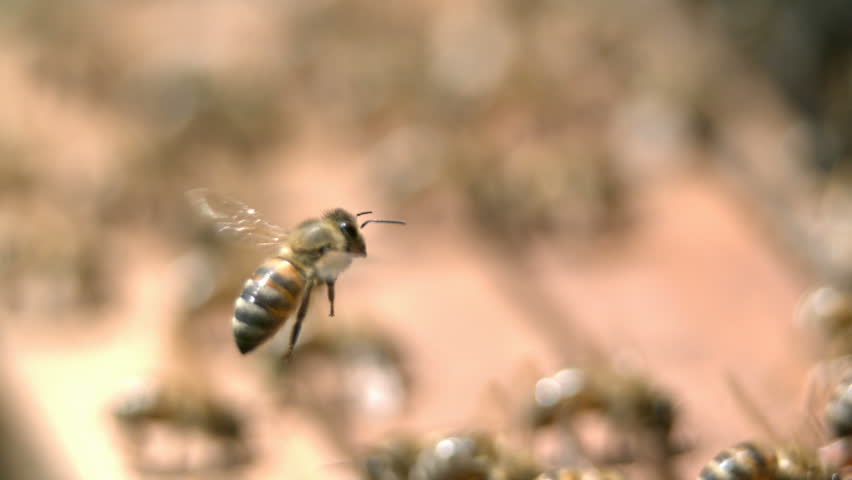 Bees are flying to honey case