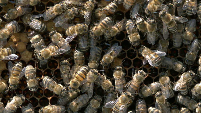Bees are on the honeycomb - slow motion