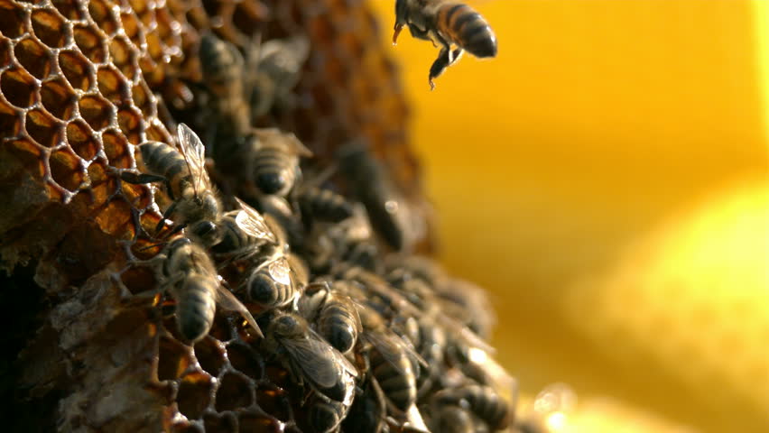 Bees are flying near honeycomb - Slow motion