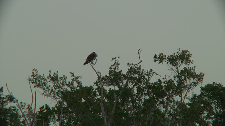 Eco pond at Florida everglades