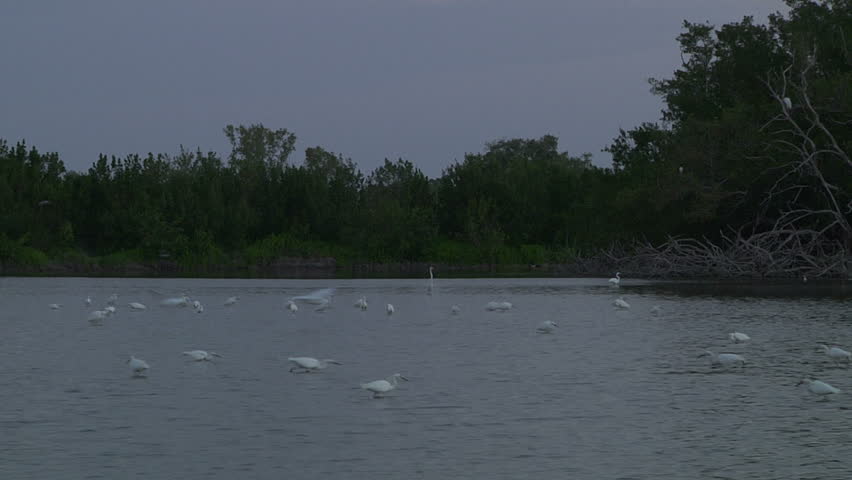 Eco pond at Florida everglades