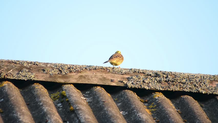 Small birdie wagtail runs on roof edge. Nature Landscape.