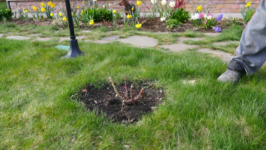 Man planting and watering a tree in the backyard.