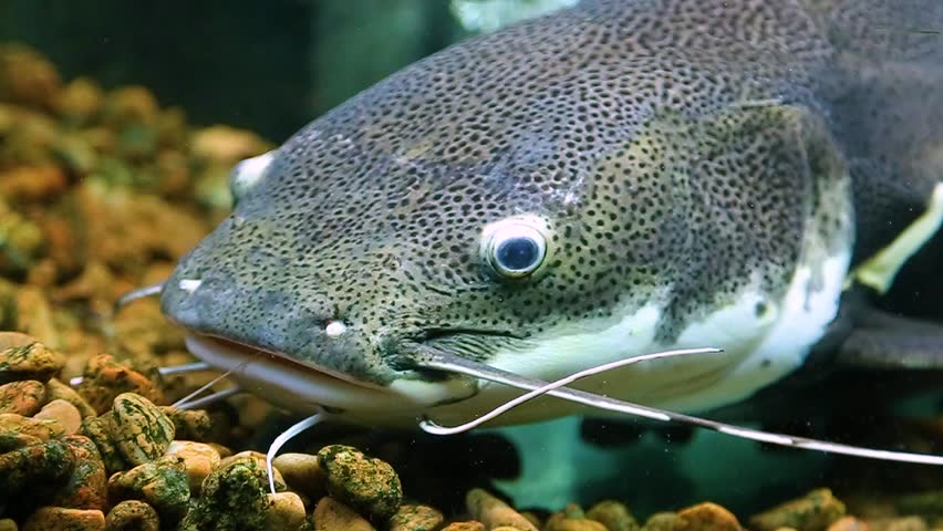 Closeup of head redtail catfish in aquarium first shot and in second shot is whole body of fish. Sequence of two clips. Phractocephalus hemioliopterus. Real time hd video footage