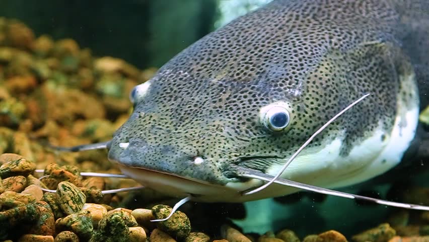 closeup head redtail catfish aquarium first: стоковое видео (без лицензионн...