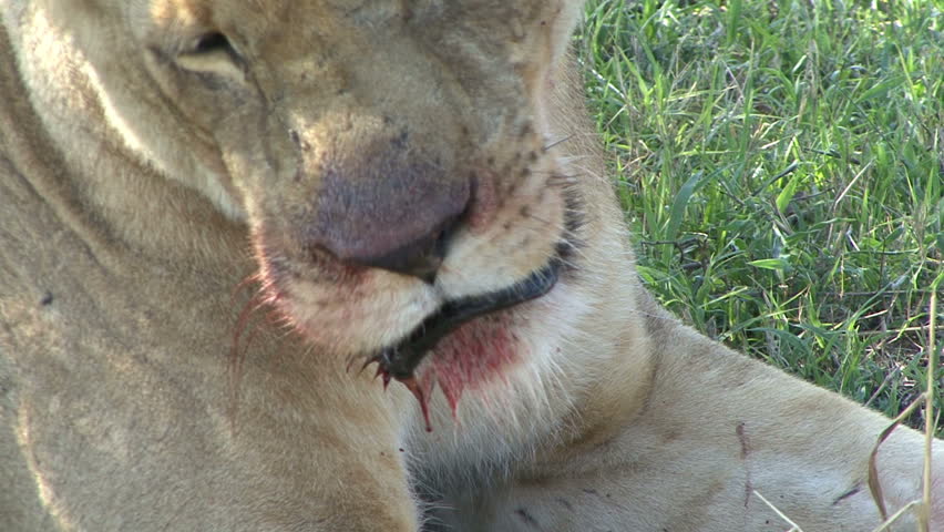 An extreme closeup of a lioness mouth after feeding on her kill in the Masai