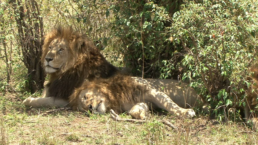 Two mature male lions with great manes relax in the Masai Mara, Kenya, Africa.