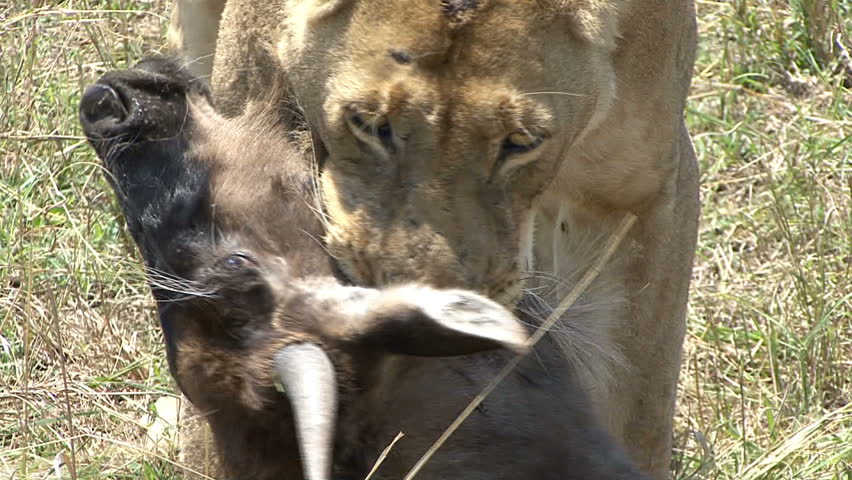 A lioness drags a fresh Wildebeest kill in the Masai Mara, Kenya, Africa.