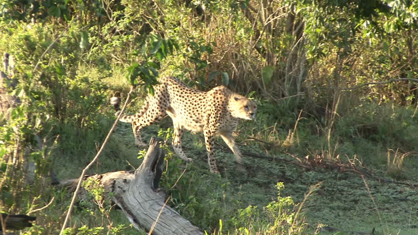 A cheetah moves through the sunlit bush in the Masai Mara, Kenya, Africa.