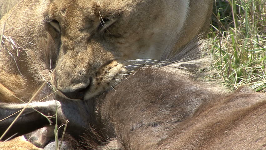 A lioness applies the suffocation move on a Wildebeest in the Masai Mara, Kenya,