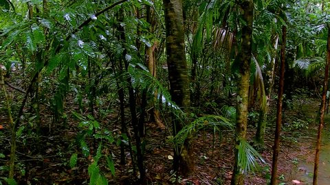 4k A Rainforest In Brazil Stockvideos Filmmaterial 100 Lizenzfrei Shutterstock