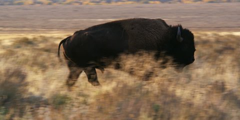 bull bison running in grasslands at Grand Tetons National Park in Wyoming