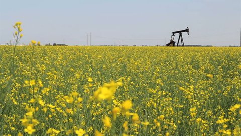 A lonely oil pump works tirelessly in the middle of a ripe Canola crop in the Canadian prairies.
