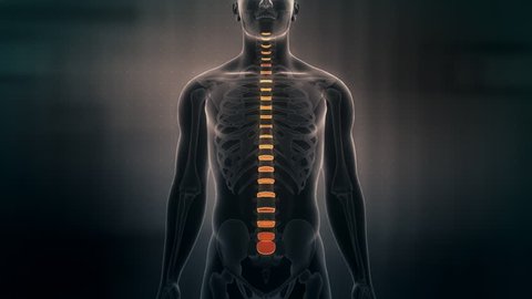 Human Anatomy animation showing the male spinal discs. Skeletal system vertebral disc Scan