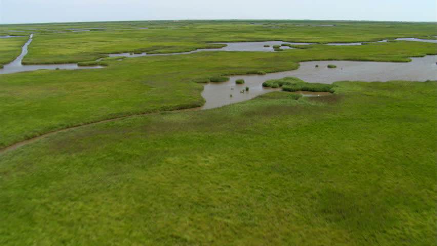 Low flight over Louisiana swampland with white birds flying up