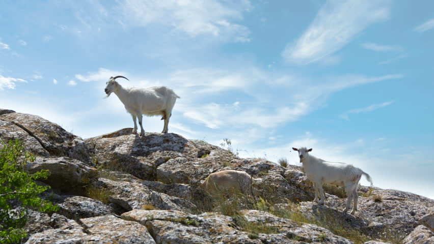 Horn Mountain goat on rocks