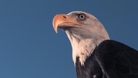 Close up of a bald eagle as it turns it's head and stares into the distance