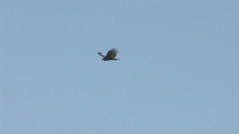 turkey vulture soaring in the blue sky