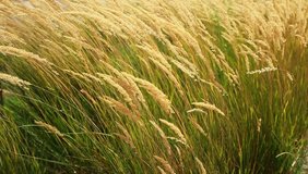 Grass background shot in dry grass lands in wind