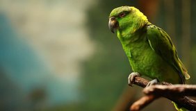 Green parrot in blured background