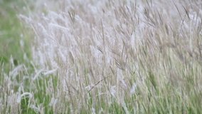 Beautiful white Fountain Grasses field