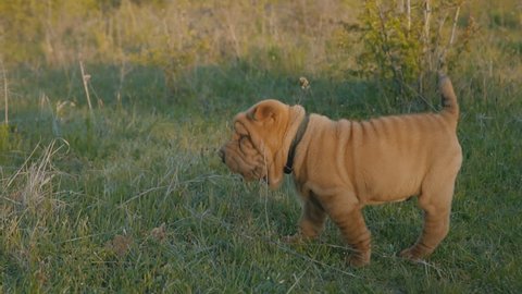 Puppy of the breed of shar pei