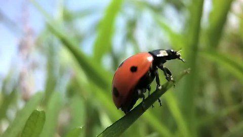 Ladybird spread its wings before takeoff with a blade of grass in slow motion