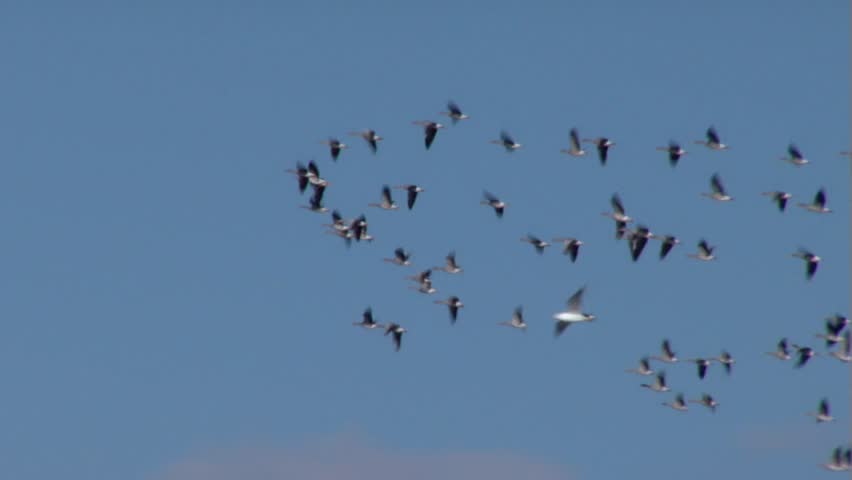 Migration in Danube Delta. Summer geese ... (Danube Delta)