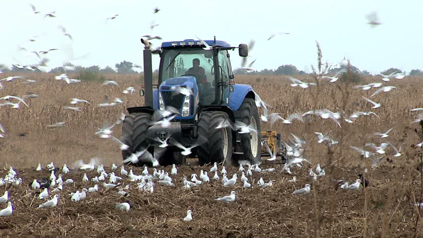 Agriculture. Preparing the ground for winter crops.(Hungry birds looking for