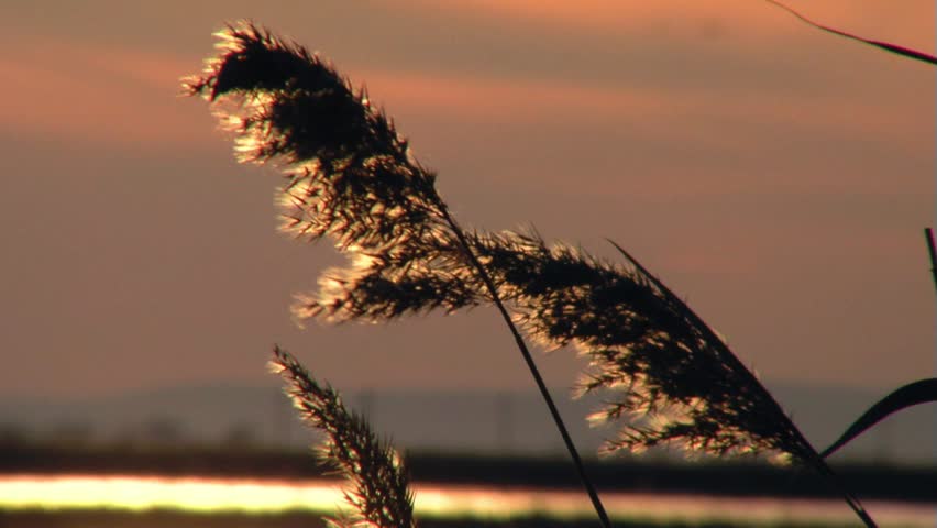 Reed in sunset ...(Danube Delta)