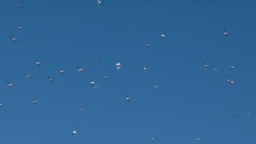 Silver gulls, during the nesting season...
