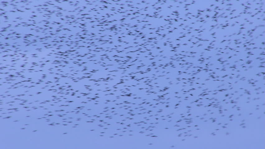 Flock of starlings looking for food...