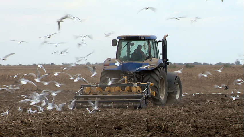 Agriculture. Preparing the ground for winter crops.(Hungry birds looking for