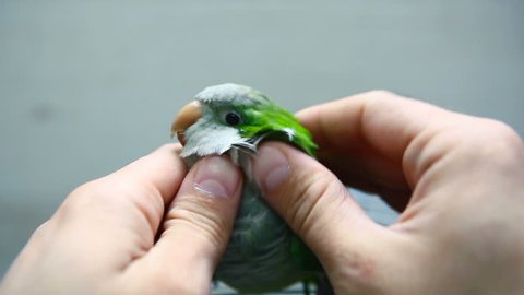Hands Caress Stroked Happy Parrot Stock Footage Video (100% Royalty ...