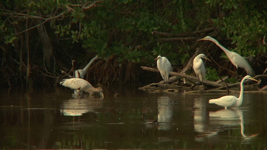 Mrazek pond in Florida Everglades