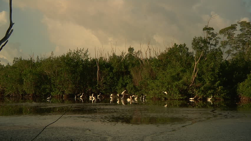 Mrazek pond in Florida Everglades