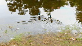 Ducks on walk floating in the pond water. UltraHD stock footage