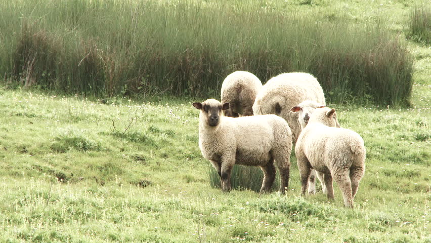 Lamb with older sheep grazing on grassy meadow look curiously at camera.