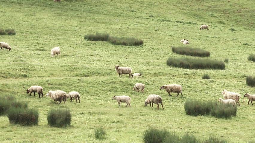 Herd of country sheep grazing on grassy hillside.