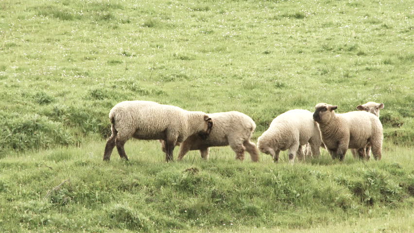 Herd of lamb butt heads and get a little rowdy on grassy hillside.