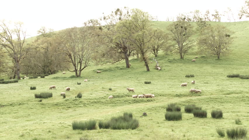 Wide angle establishing shot of a herd of sheep grazing on grassy hillside in Oregon.